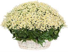 Цветочная композиция из Ромашки в корзине #REPLACE_PRED# Большое Полпино